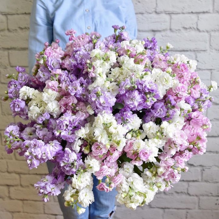 Облако маттиол в Рязани