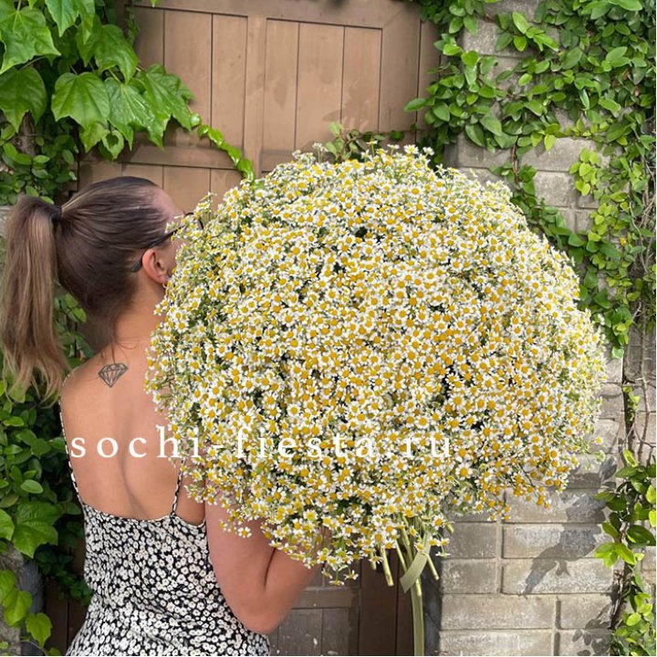 101 ромашка в Рязани