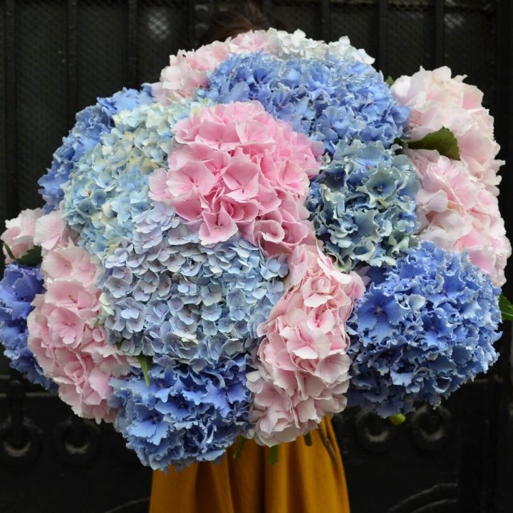 Букет гортензий "Фонтан" в Рязани