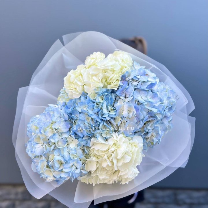 5 бело-голубых гортензий в Рязани