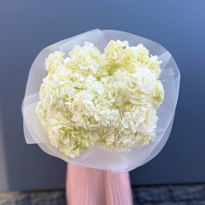 7 белых гортензий в Рязани