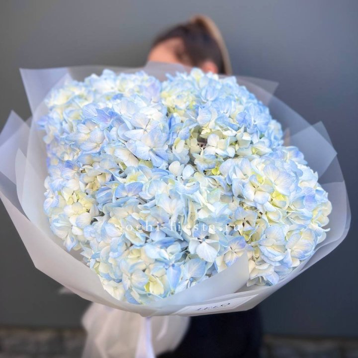 5 голубых гортензий в Рязани