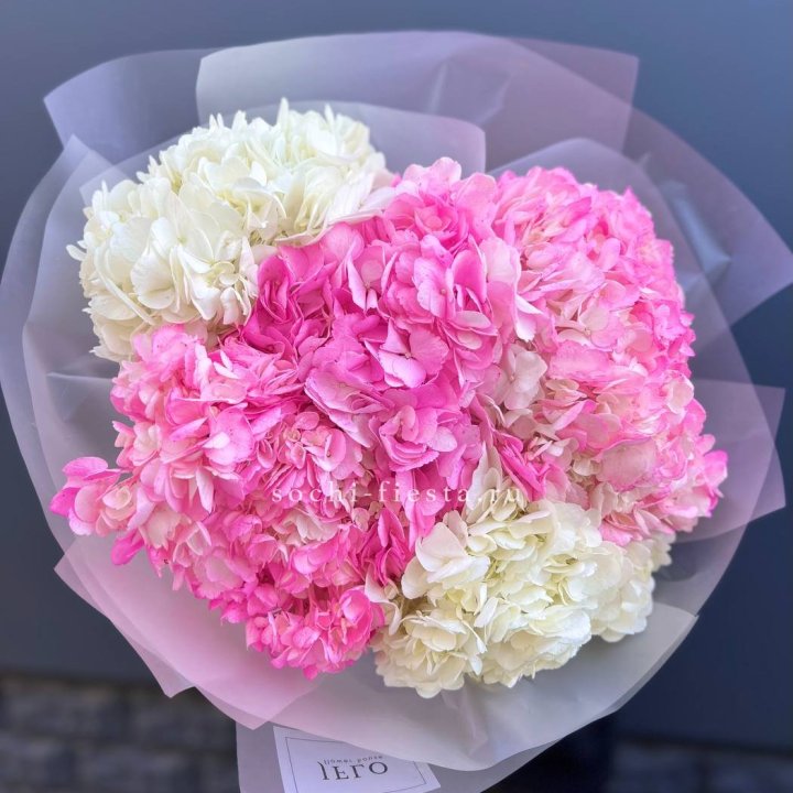 5 бело-розовых гортензий в Рязани