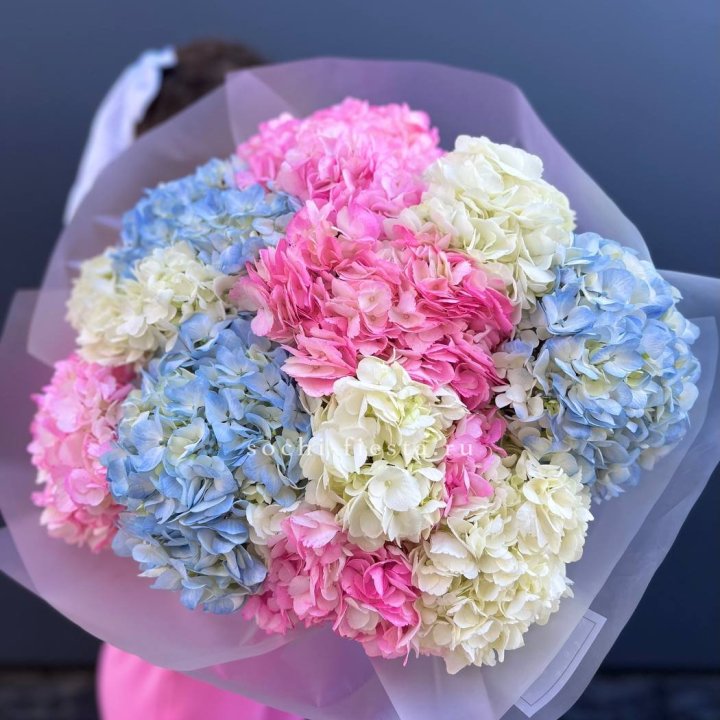 11 гортензий микс в Рязани
