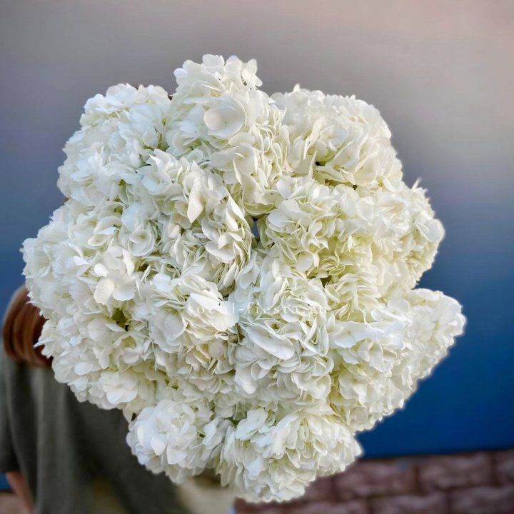 Охапка белой гортензии в Рязани
