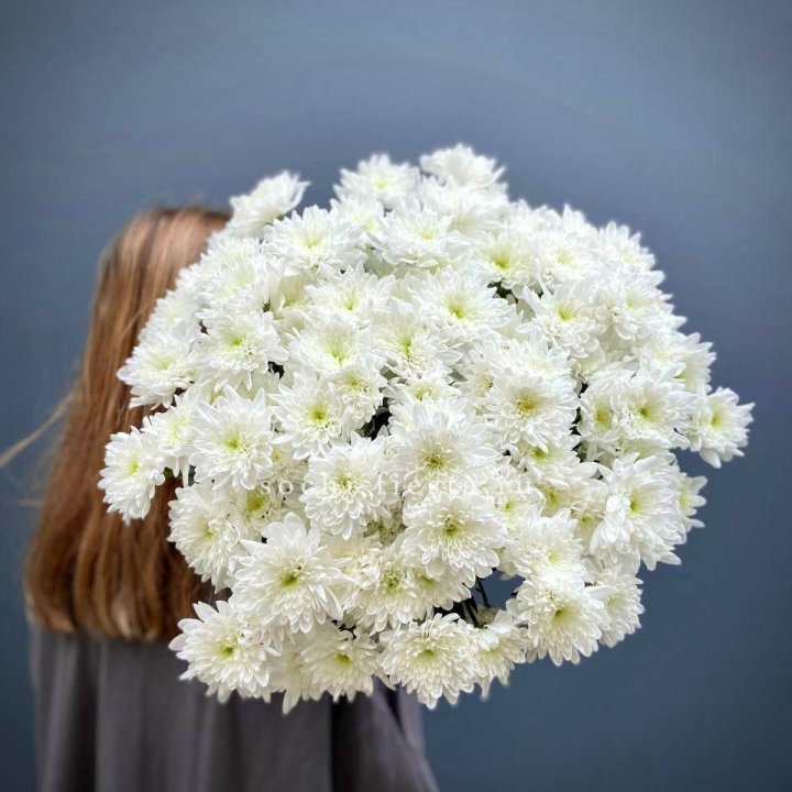 Охапка Хризантемы кустовой в Рязани