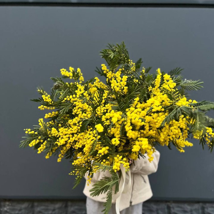 Охопка мимозы в Рязани