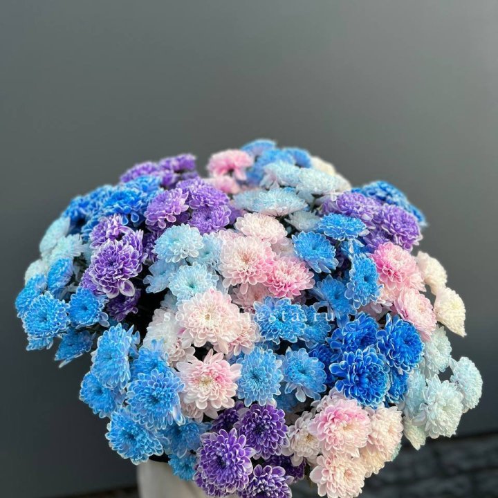 25 цветных хризантем в Рязани