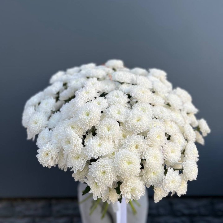  25 хризантем белых в Рязани