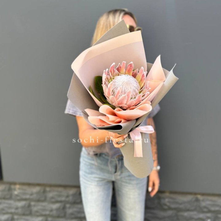 Протея мини  в Рязани