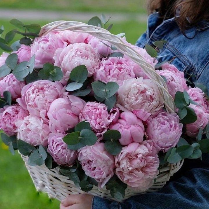 51 пион в корзине в Рязани