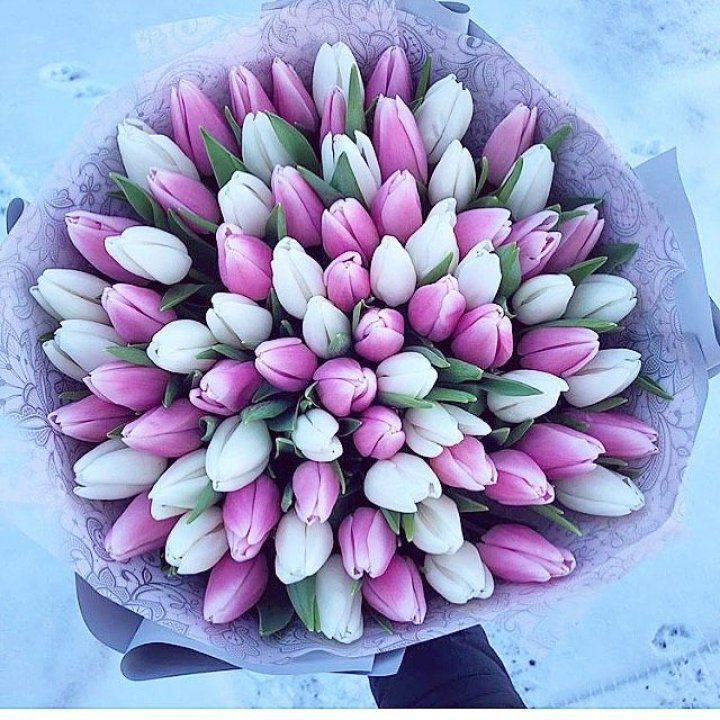 101 тюльпан "Лолипоп" в Рязани